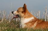 CORGI PEMBROKE 1156